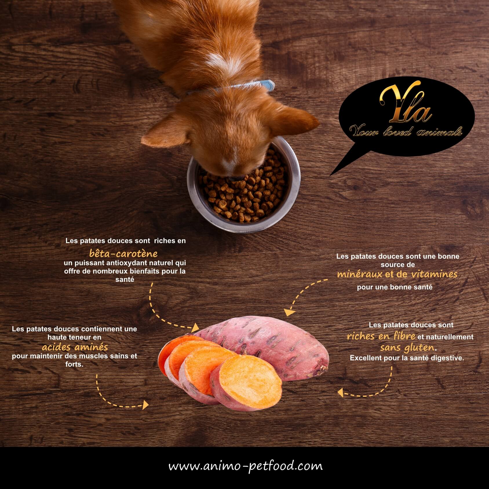 patates-douces-pour-chien-et-chat